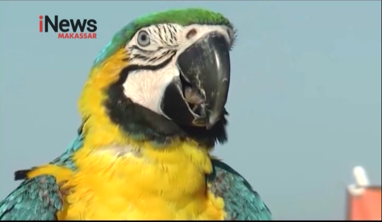  Burung Macau  Indah Nan Eksotis Banyak Diminati Warga 