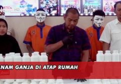 TANAM GANJA DI ATAP RUMAH