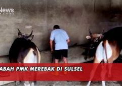 WABAH PMK MEREBAK DI SULSEL